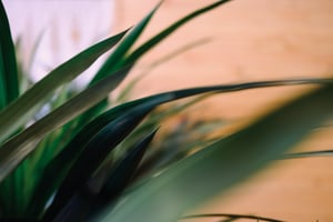 Green leaves