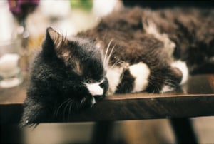 Một chú mèo tuxedo lông dài đang ngủ