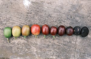Trái cà phê từ xanh tới đỏ đen