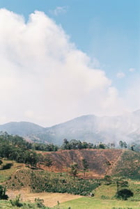 Vườn cà phê ở Đà Lạt