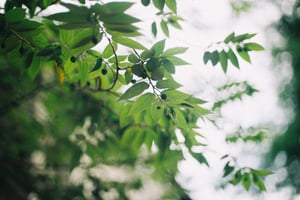 Cây trứng cá