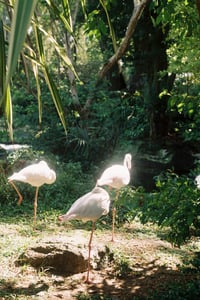 The flamingos