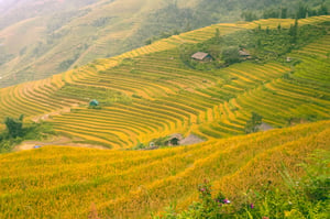 Terraced Fields in Sapa