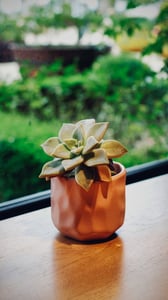 Lọ sen đá bên cửa sổ