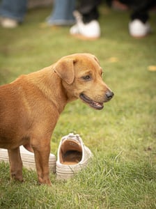 Cute Chiweenie Dog Puppy