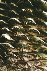 Random Patterns: Gốc cây lưỡi hổ