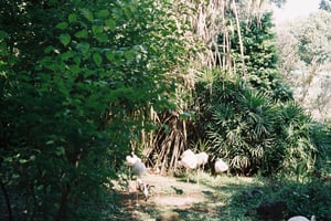 The flamingos in zoo