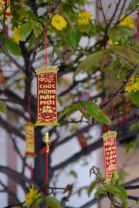Câu chúc Tết trên cành mai