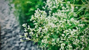 Tiny White Flowers