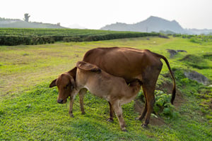Bê con bên mẹ