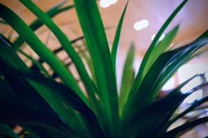 Green leaves
