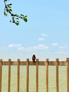 Chú chim nhỏ và đại dương bao la