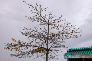 Cây bàng trụi lá