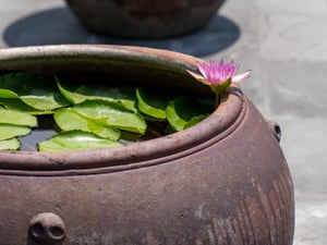 Hoa súng trong lu