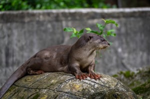 Smooth-coated otter