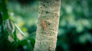 Một con ve sầu Tanna Japonensis
