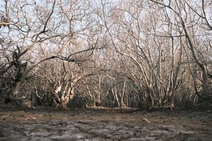 Rừng ngập mặn Rú Chá