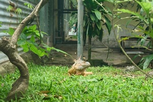 An orange variant of the Green Iguana
