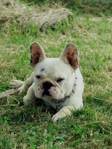 Sleepy Bulldog