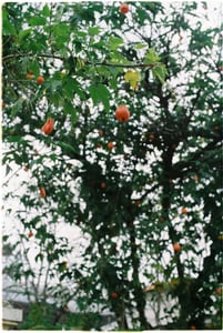 Hoa lồng đèn