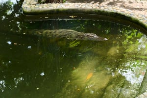 A crocodile in a man-made pond
