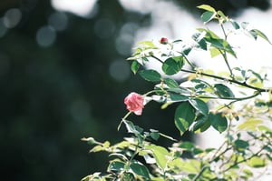 Một bông hoa hồng dại / Wild Rose