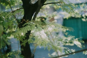 Ánh sáng trên những chiếc lá