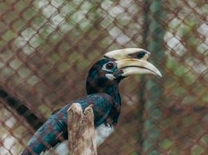Tockus - Genus of hornbills