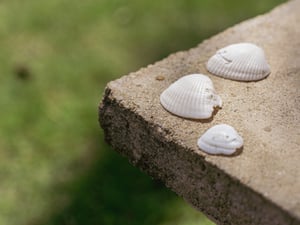 3 chiếc vỏ ốc Wallpaper