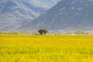 Cánh đồng lúa vàng