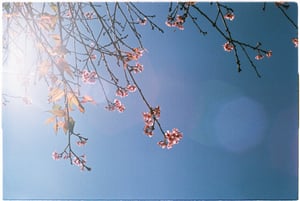 Spring blossom under blue sky wallpapper