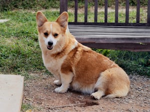Corgi