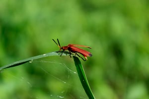 Bọ cánh cứng màu cam
