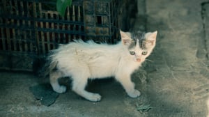 A white kitten