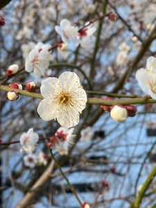 Plum Blossom