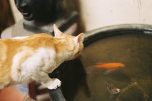 Curious ginger cat looking at goldfish swimming in the tank