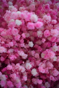 Hoa baby nhuộm trắng hồng