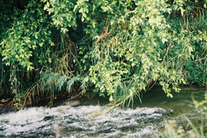 Fast flowing stream with white foam under lush green tree branches