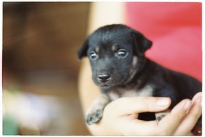 A black puppy