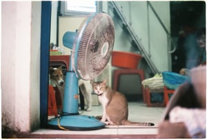 The fat tabby cat