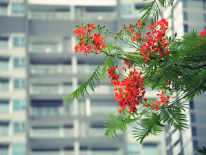 Hoa phượng đỏ