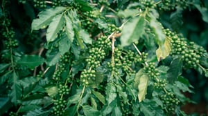 Quả cà phê còn xanh