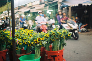 Những bó hoa hướng dương trong chợ
