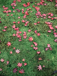 Lá đỏ trên cỏ xanh