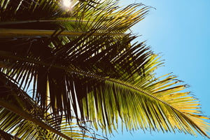 Summer Wallpaper