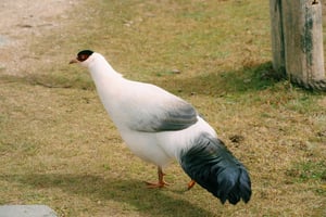 Chim trĩ trắng