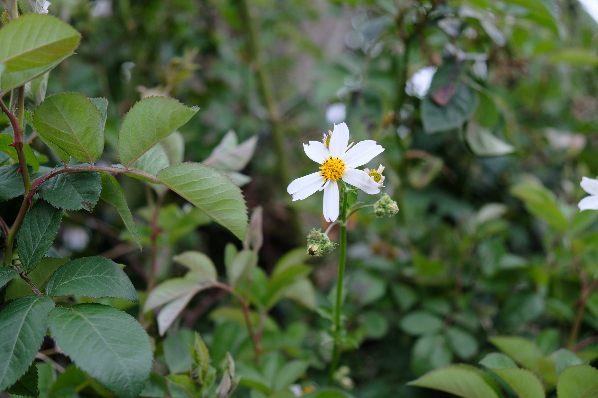 Wild Daisy
