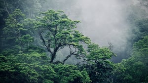 Rain Forest