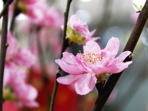 Ánh xuân trên cánh hoa đào