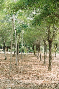Những hàng cây thẳng tắp